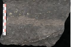 Foto (Detailansicht) von Stigmaria sp.  (NHMW-GEO-2024-0188-11250)